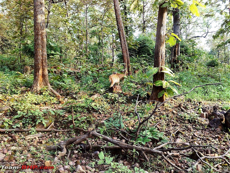 Tadoba Andhari Tiger Reserve-05102008107.jpg