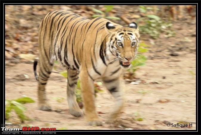 Audacity of a Tiger: Next generation raising hopeMy spectacular 4 days at Bandhavgar-_dsc5609_01-640x417.jpg