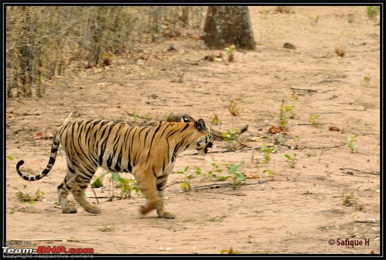 Audacity of a Tiger: Next generation raising hopeMy spectacular 4 days at Bandhavgar-_dsc5611.jpg