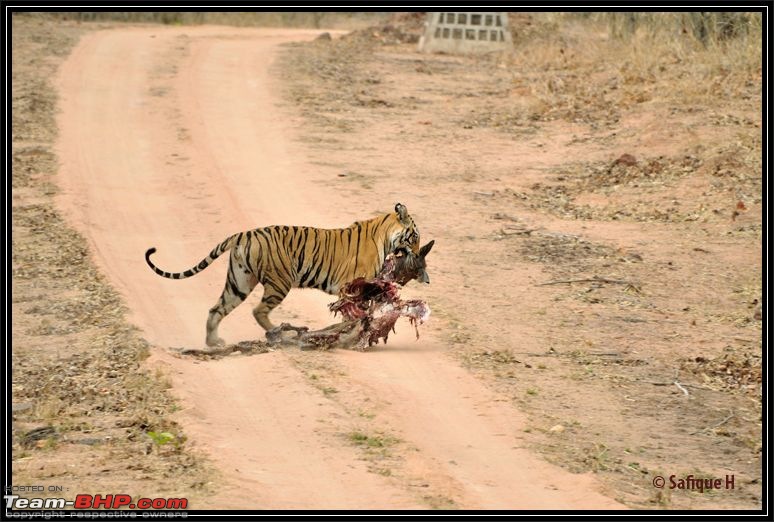 Audacity of a Tiger: Next generation raising hopeMy spectacular 4 days at Bandhavgar-_dsc5635-copy.jpg