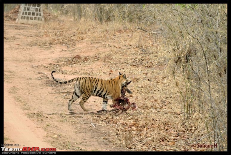 Audacity of a Tiger: Next generation raising hopeMy spectacular 4 days at Bandhavgar-_dsc5637.jpg