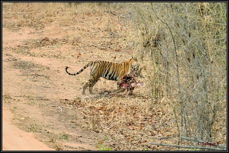 Audacity of a Tiger: Next generation raising hopeMy spectacular 4 days at Bandhavgar-_dsc5638.jpg