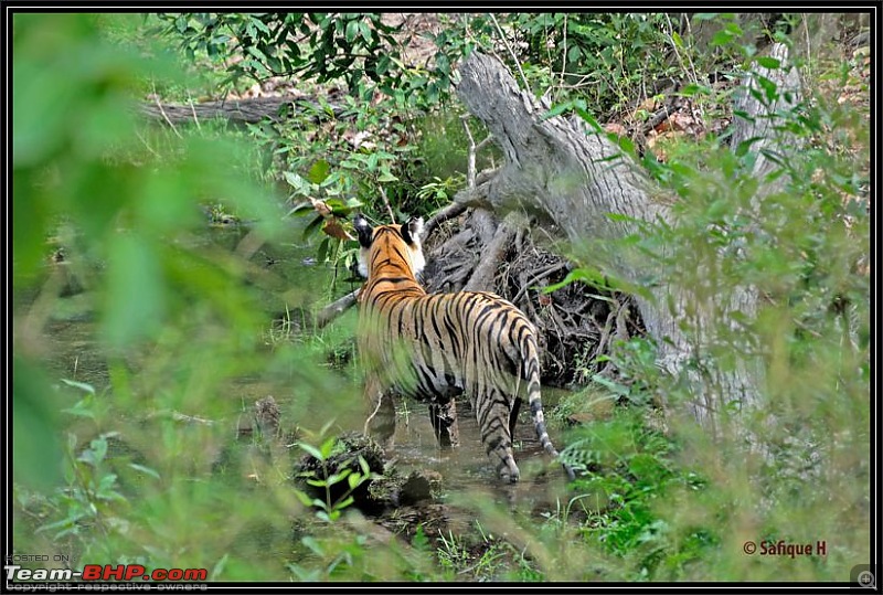 Audacity of a Tiger: Next generation raising hopeMy spectacular 4 days at Bandhavgar-_dsc4516.jpg