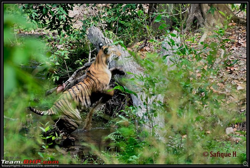 Audacity of a Tiger: Next generation raising hopeMy spectacular 4 days at Bandhavgar-_dsc4521.jpg