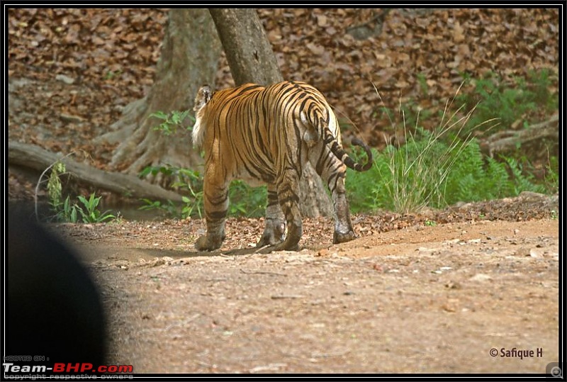 Audacity of a Tiger: Next generation raising hopeMy spectacular 4 days at Bandhavgar-_dsc4531.jpg