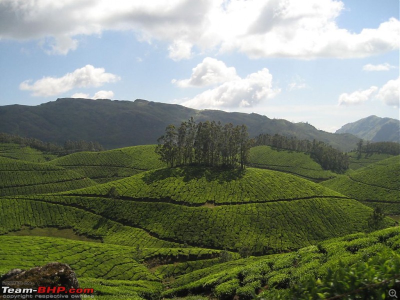 Yet another visit to God's Own Country - MUNNAR!!!-whtwesaw2.jpg