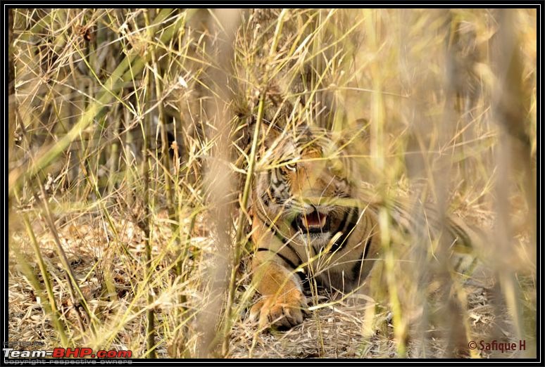 Audacity of a Tiger: Next generation raising hopeMy spectacular 4 days at Bandhavgar-_dsc5478.jpg