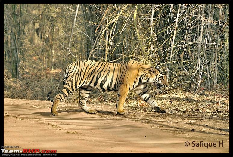 Audacity of a Tiger: Next generation raising hopeMy spectacular 4 days at Bandhavgar-_dsc5494.jpg