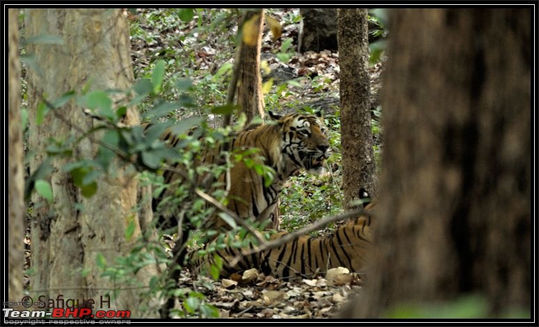 Audacity of a Tiger: Next generation raising hopeMy spectacular 4 days at Bandhavgar-_dsc4055.jpg