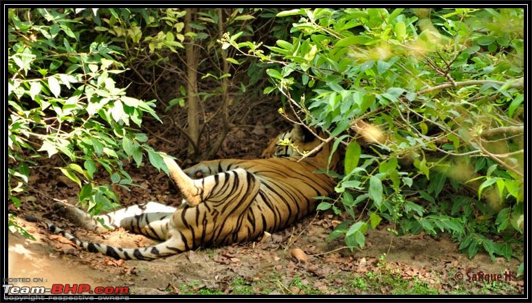 Audacity of a Tiger: Next generation raising hopeMy spectacular 4 days at Bandhavgar-_dsc5064.jpg