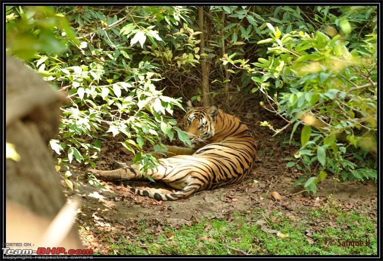 Audacity of a Tiger: Next generation raising hopeMy spectacular 4 days at Bandhavgar-_dsc5072.jpg