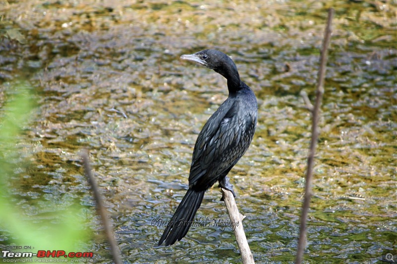 Mumbai to Vittal - A roadtrip-corm-desktop-resolution.jpg