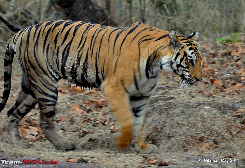 Call of the Wild: A 3500 km roadtrip to Pench, Bandhavgarh and Kanha in a Fortuner-dsc_6451.jpg