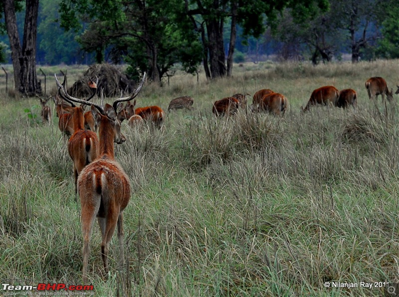 Call of the Wild: A 3500 km roadtrip to Pench, Bandhavgarh and Kanha in a Fortuner-dsc_6707.jpg