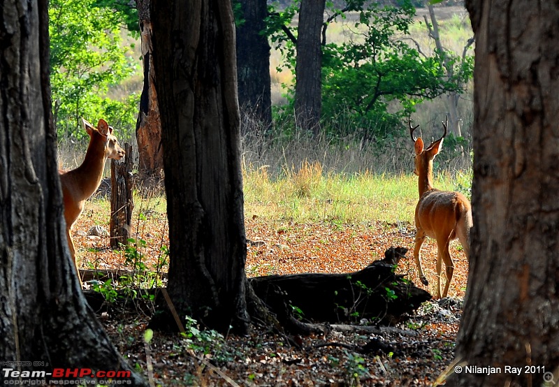 Call of the Wild: A 3500 km roadtrip to Pench, Bandhavgarh and Kanha in a Fortuner-dsc_7097.jpg