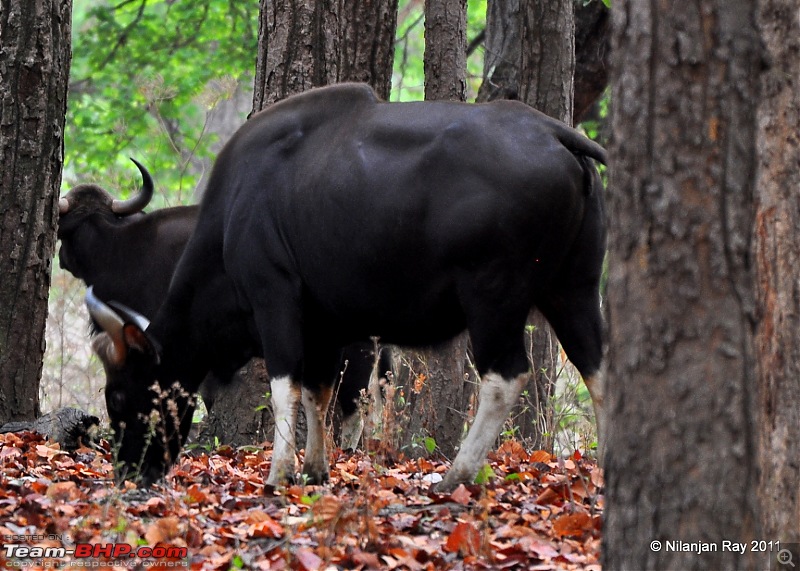 Call of the Wild: A 3500 km roadtrip to Pench, Bandhavgarh and Kanha in a Fortuner-dsc_6794.jpg