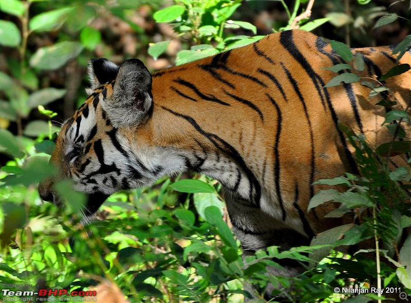 Call of the Wild: A 3500 km roadtrip to Pench, Bandhavgarh and Kanha in a Fortuner-dsc_6159.jpg