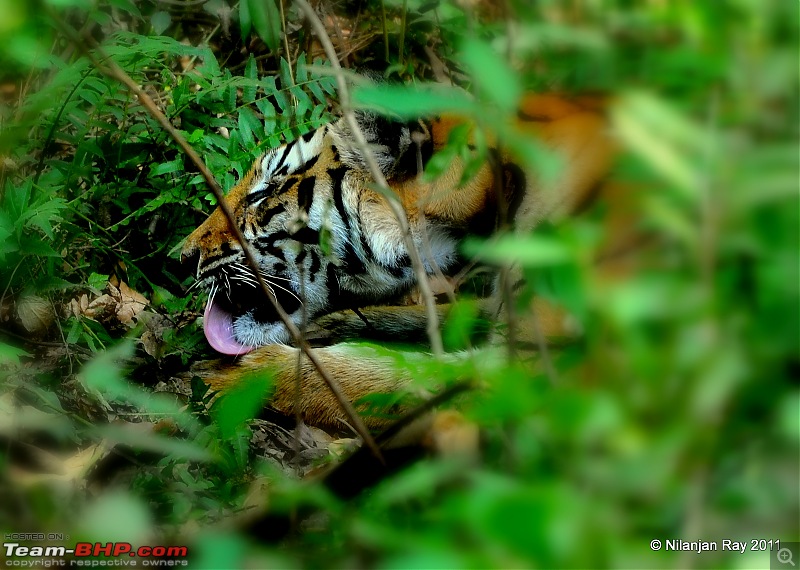 Call of the Wild: A 3500 km roadtrip to Pench, Bandhavgarh and Kanha in a Fortuner-dsc_6359.jpg
