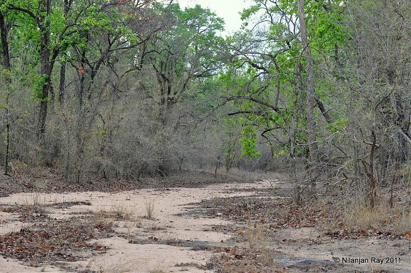 Call of the Wild: A 3500 km roadtrip to Pench, Bandhavgarh and Kanha in a Fortuner-dsc_6441.jpg