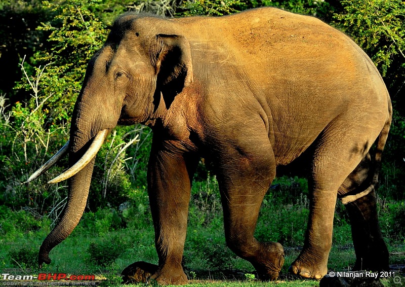 Call of the Wild: A 3500 km roadtrip to Pench, Bandhavgarh and Kanha in a Fortuner-dsc_3046.jpg