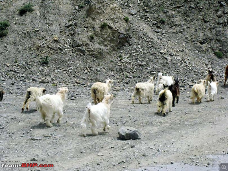 Hawk-On-Fours (H-4) Roadtrip:  Leh(t)'s go to Ladakh & Srinagar with QuickSilver.-fotu-la-0k100.jpg