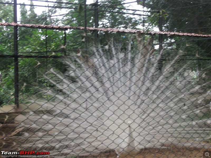 A week long Chutti during Monsoon. 1980 kms drive to Mysore-Ooty-Coonor & Devashola-img_0848.jpg