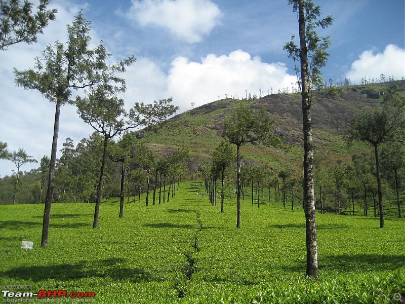 Yet another visit to God's Own Country - MUNNAR!!!-img_4450.jpg