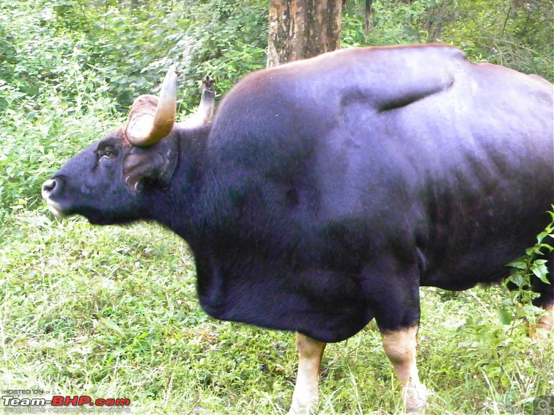 Operation Tiger: Wayanad-bull-gaur.jpg