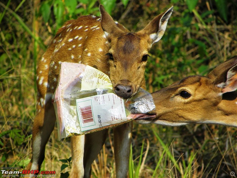 Operation Tiger: Wayanad-spotted-deer-plastic.jpg