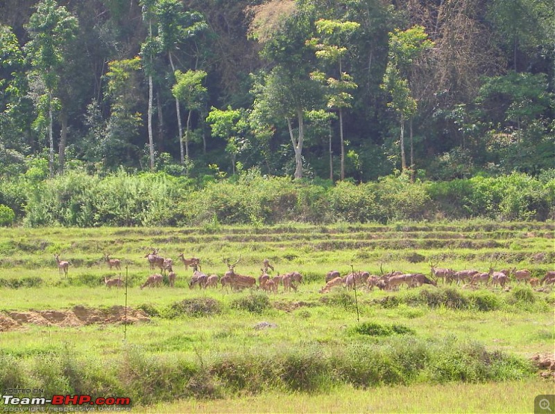 Operation Tiger: Wayanad-deer-meadow.jpg