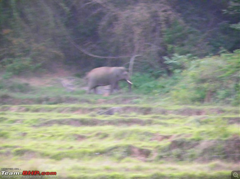 Operation Tiger: Wayanad-elephant-meadow.jpg