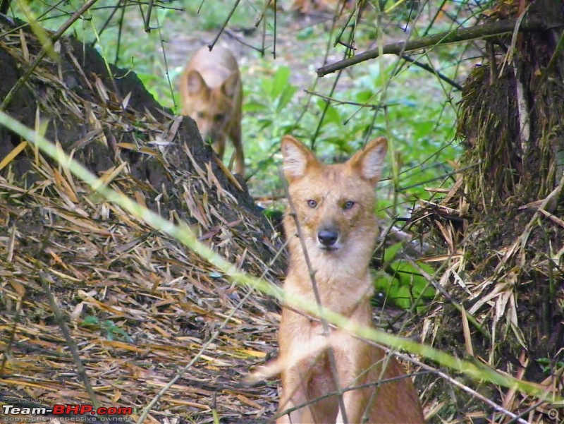 Operation Tiger: Wayanad-wild-dog-pack-.jpg