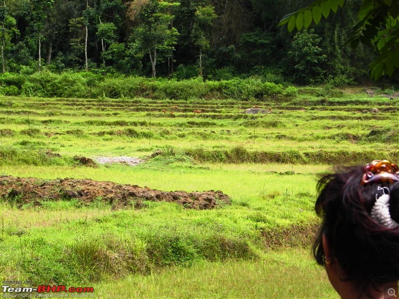 Operation Tiger: Wayanad-wild-dogs-meadow3.jpg