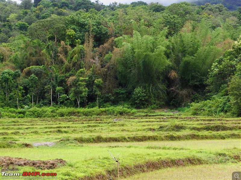 Operation Tiger: Wayanad-wild-dogs-meadow.jpg