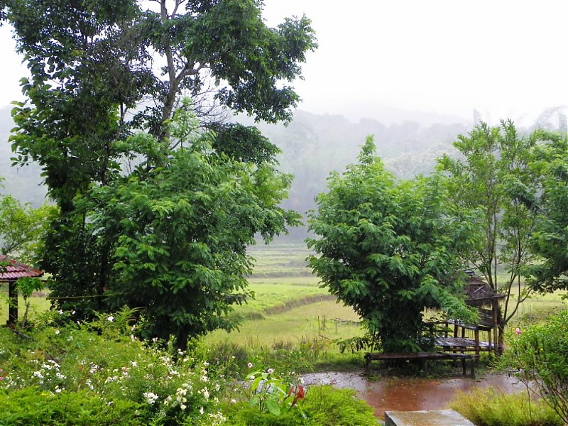 Operation Tiger: Wayanad-rain.jpg