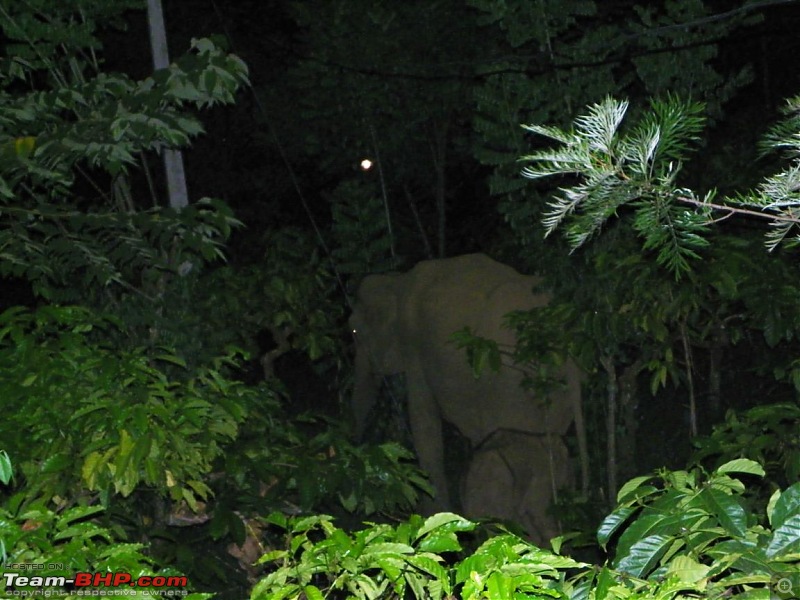 Operation Tiger: Wayanad-elephants-behind-our-cottage-night.jpg