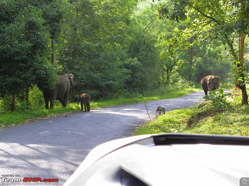 Operation Tiger: Wayanad-elephants-road.jpg