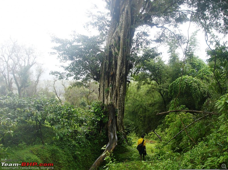 Operation Tiger: Wayanad-jungle-awareness-trek-maran-our-guide.jpg