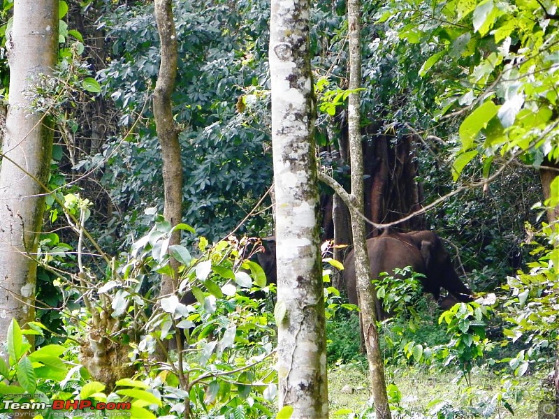 Operation Tiger: Wayanad-more-elephants-during-our-jungle-awareness-trek.jpg
