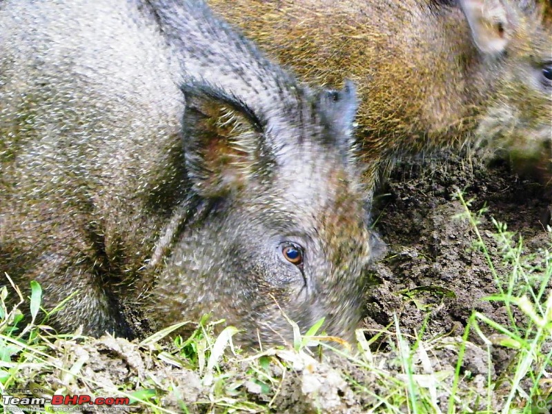 Operation Tiger: Wayanad-wild-boars.jpg