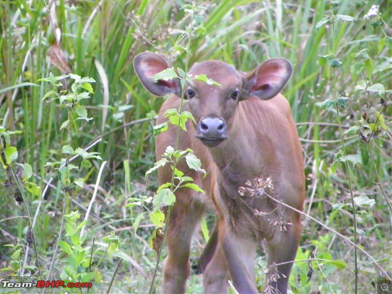 Operation Tiger: Wayanad-gaur-calf.jpg