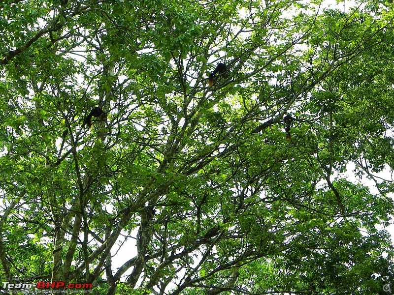 Operation Tiger: Wayanad-malabar-giant-squirrels.jpg