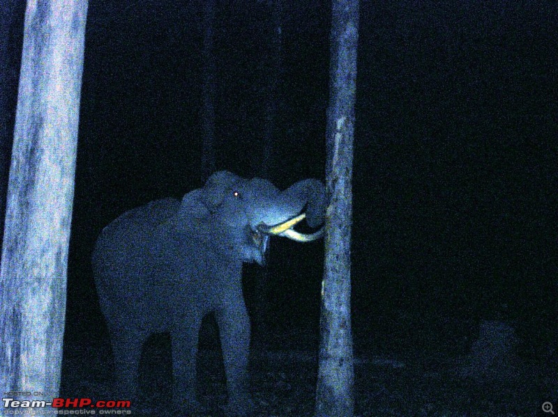 Operation Tiger: Wayanad-tusker-during-night-safari2.jpg