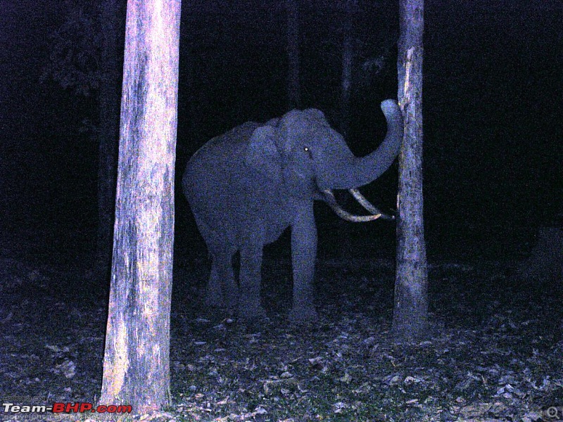 Operation Tiger: Wayanad-tusker-during-night-safari.jpg