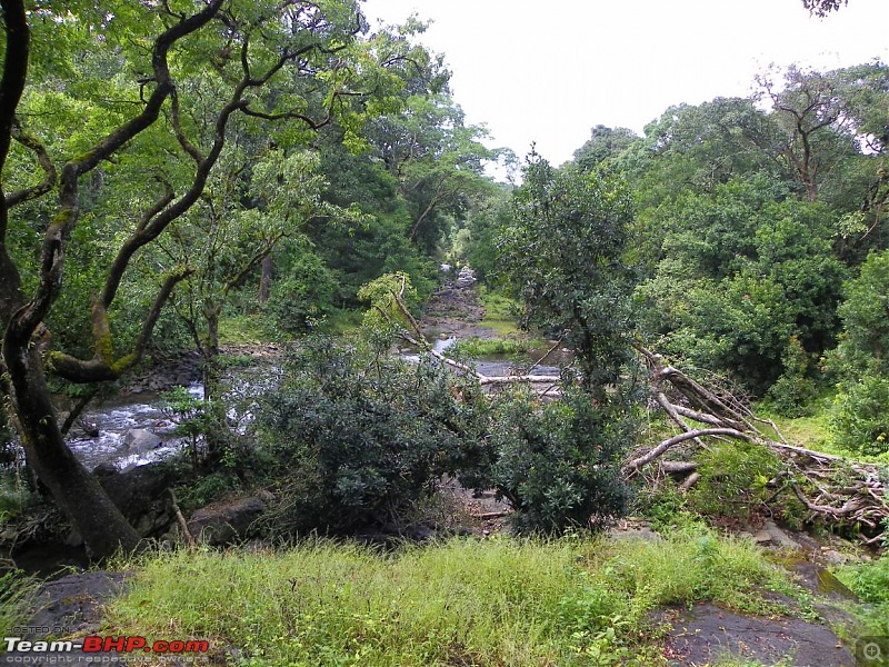 Operation Tiger: Wayanad-jungle-stream-where-we-took-swim.jpg