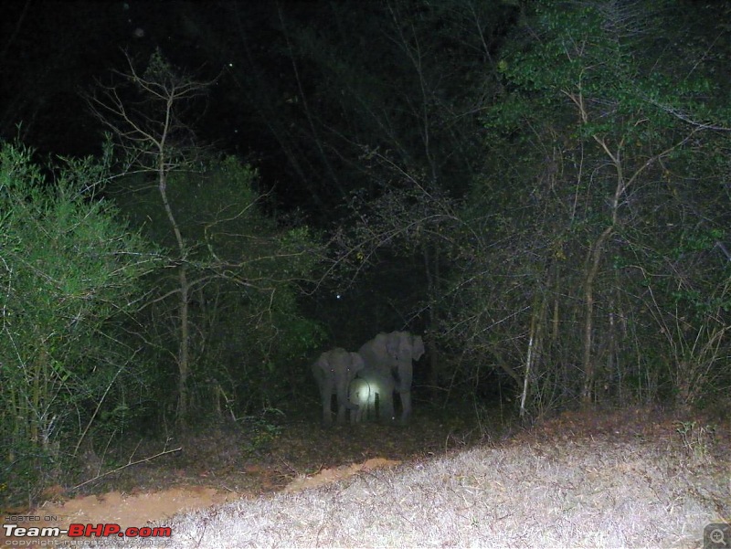 Operation Tiger: Wayanad-night-safari-elephants.jpg