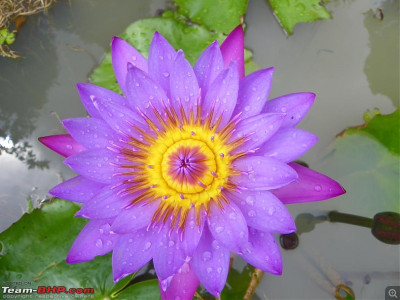 Operation Tiger: Wayanad-waterlilly-their-pond.jpg