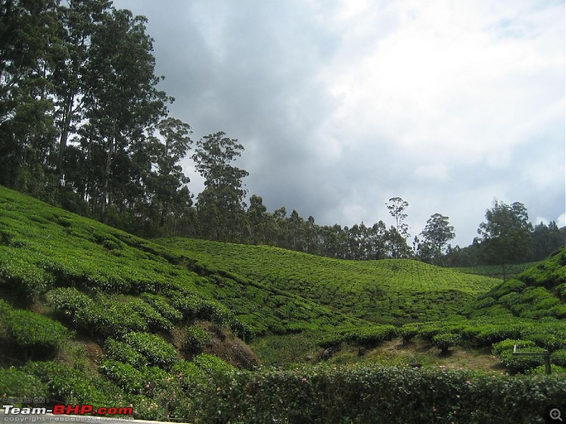 Yet another visit to God's Own Country - MUNNAR!!!-img_4553.jpg