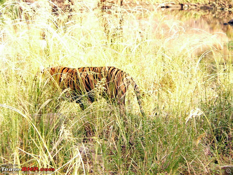 Tadoba Tiger Resrve - Restarting explorations with a Bang !!-p1030738.jpg