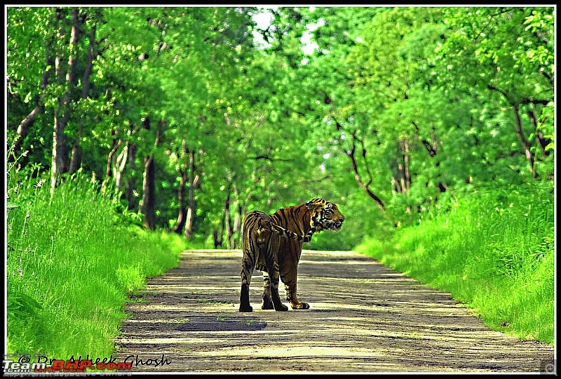 Tadoba Tiger Resrve - Restarting explorations with a Bang !!-looking-back.jpg